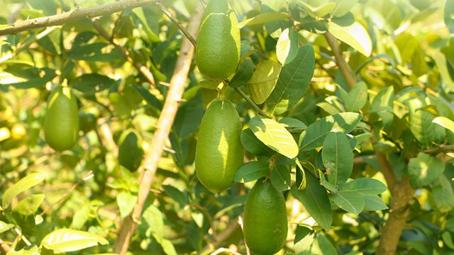 柠檬花的养殖方法和注意事项，养柠檬花要注意什么（一年四季都能开花结果的香水柠檬）