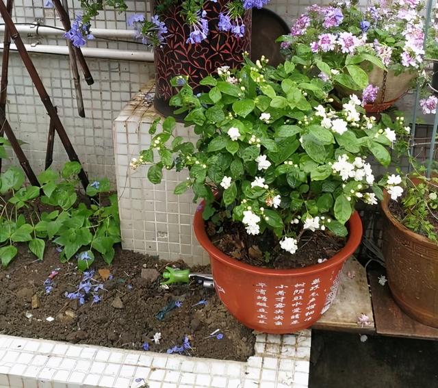 茉莉花的养殖方法和注意事项，茉莉盆栽的养殖方法和注意事项（立春“茉莉花”）