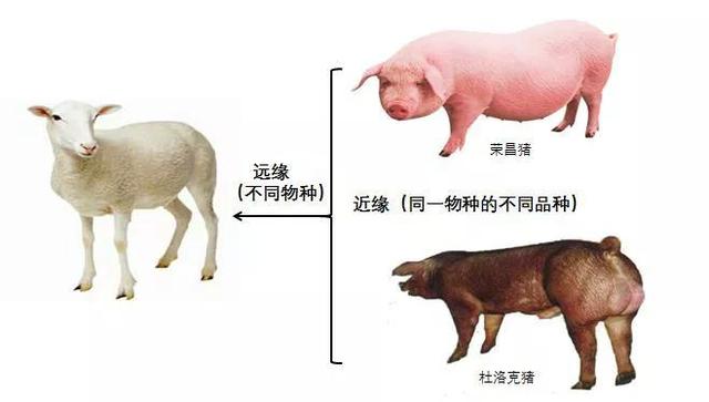 转基因是什么意思，大豆非转基因是什么意思（先从杂交鸡、骡子和狮虎兽开始吧）