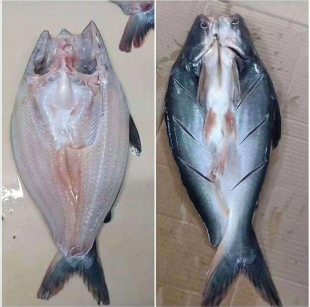 巴沙鱼和龙利鱼的区别，巴沙鱼的营养价值及功效（超市几块钱1斤的“龙利鱼”）