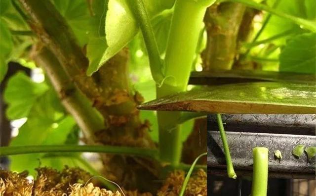 自制雾状小喷壶，自制实用喷水壶（它是扦插万能土）