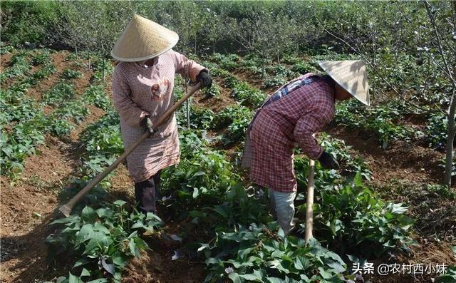 紫薯上的须是长的芽吗，紫薯上的须是长的芽吗能吃吗（紫薯要怎么种？紫薯的种植技术）