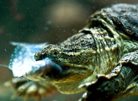 什么龟可以和鱼一起养，鱼龟混养的方法有哪些（猪鼻龟能和鱼一起混养吗）