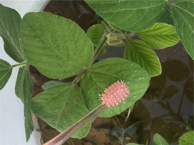 家里有鼻涕虫怎么消灭，鼻涕虫怎么彻底消灭（自制天然杀虫水）