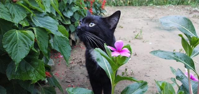 黑猫男友的疼爱方式，黑猫男友的疼爱方式动漫全集资源（女作家与黑猫精灵的故事）