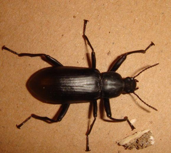 中华婪步甲怎么会在家里出现,中华婪步甲会在家里繁殖吗(净享生活,常