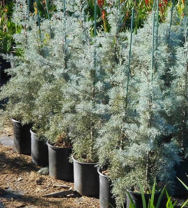 侧柏的特征特性及栽培技术，侧柏的养护与栽培管理（柏树的观赏品种可真多）