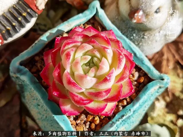 雪候鸟是什么意思，雪候鸟歌词表达什么意思（多肉于我从来不是锦上添花）