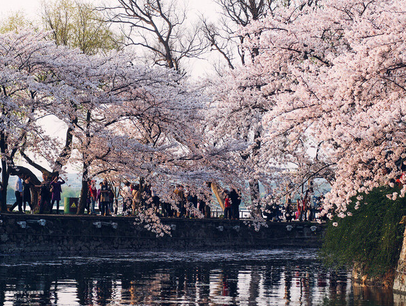 欲钱去树上找一找，欲钱去树上找一找是什么生肖（路过花瓣都能落头上）