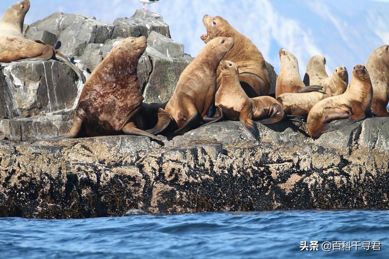 科1種和海牛科3種,1768年滅絕的斯特拉大海牛就曾是海牛科最大成員