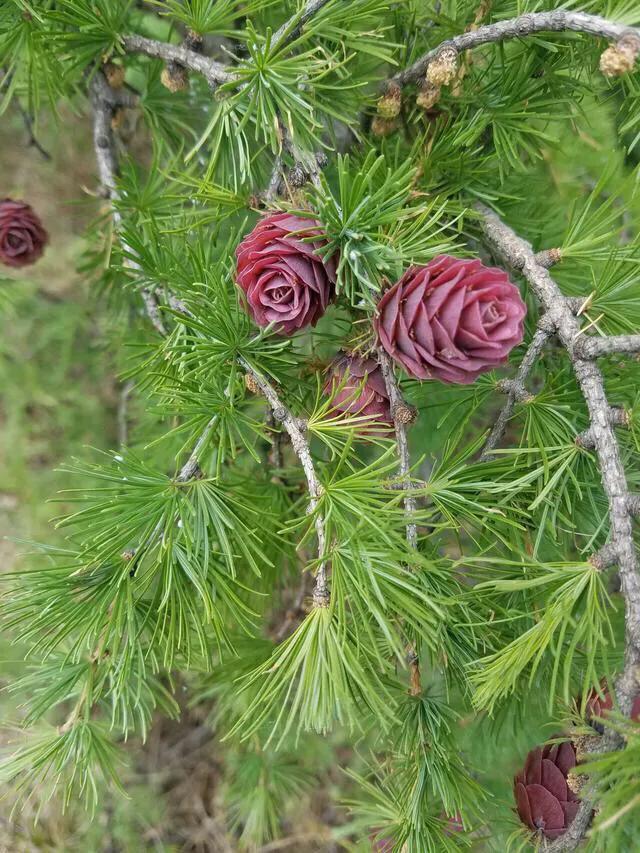 松樹是什麼樣子的,松樹長什麼樣子圖片(科普答疑:松樹會開花嗎)