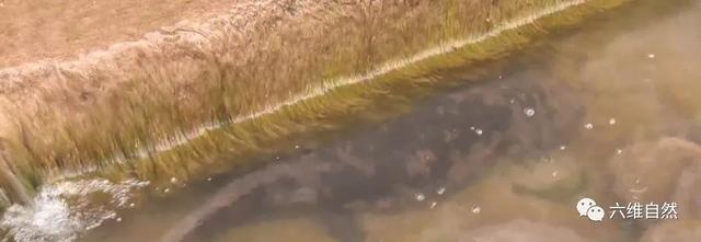 最大的两栖动物，最大的两栖动物是什么（六盘山首次发现一巨型野生大鲵）