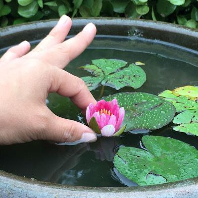 怎么样种植睡莲，睡莲种植方法 家养（在家赏睡莲不是梦）