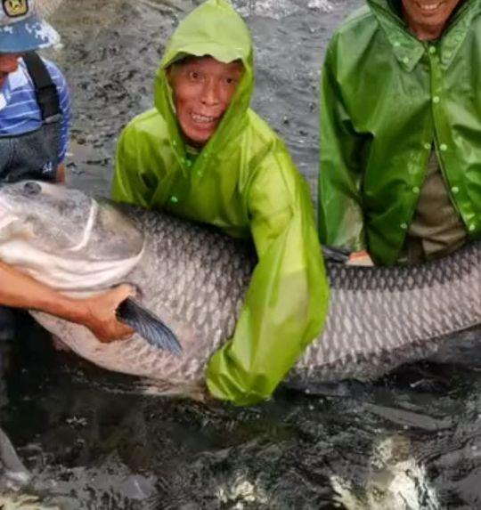 螺蛳青市场价多少钱一斤，50斤螺蛳青一般多少钱（武汉木兰湖140斤的“青鱼王”被捞起）