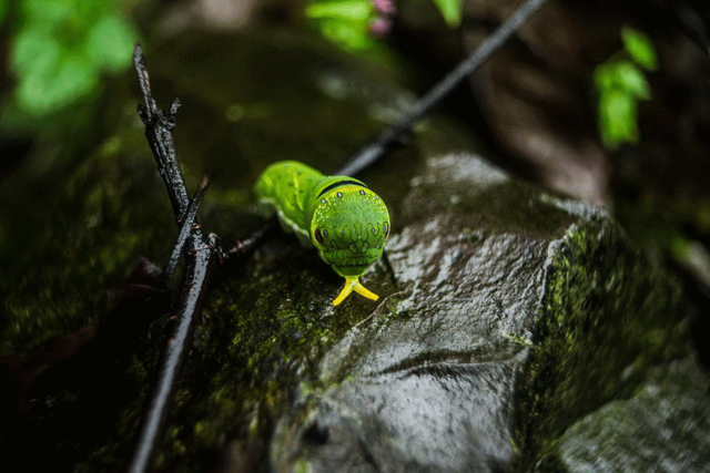 绿茶对胃有影响吗，喝绿茶对胃有伤害吗（绿茶健康问题众说纷纭）