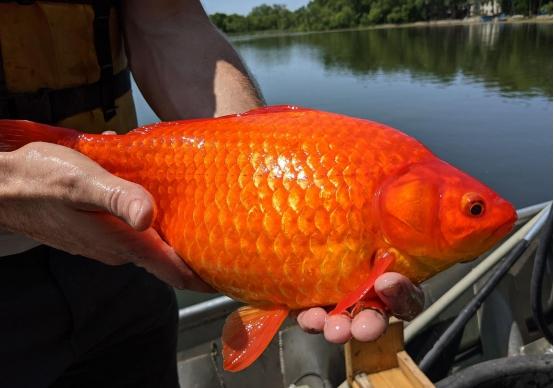 金鱼是动物吗，金鱼是什么动物（在水里几乎没有天敌）