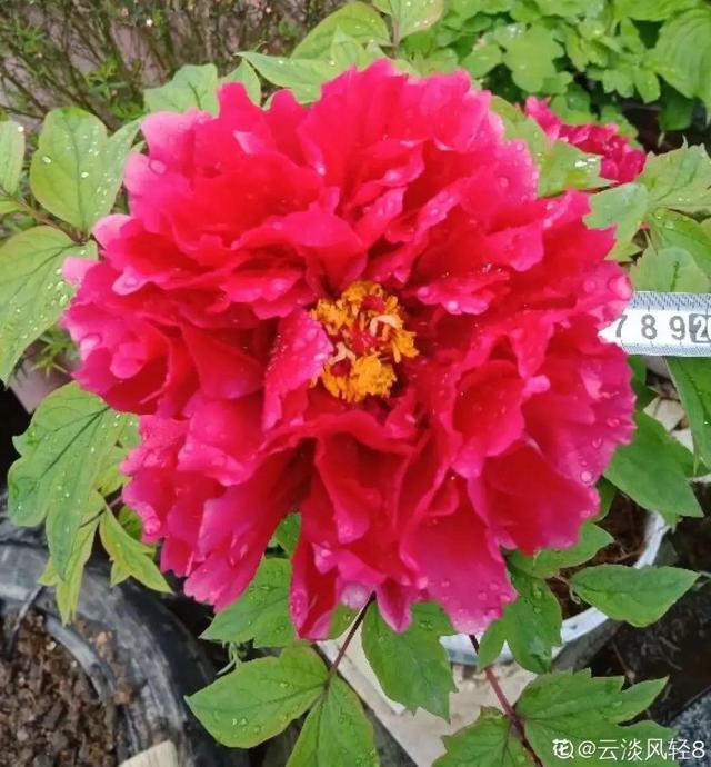 房前屋后种什么树好，在农村院前屋后必种的4种树（“5大鬼树”不要种）