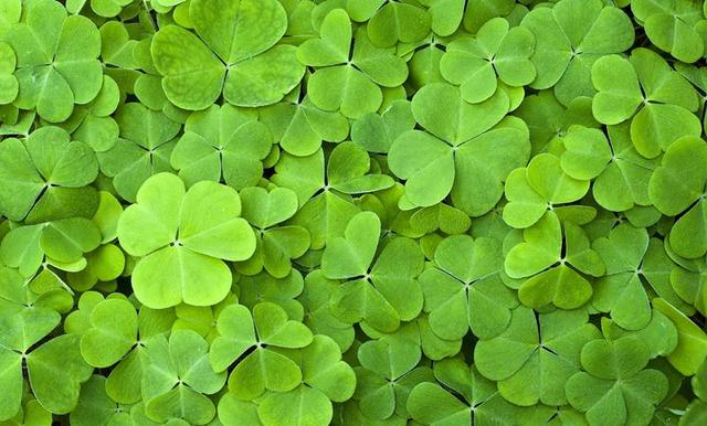 日本的花和花语，日本兰花花语（200种花卉的花语汇总）