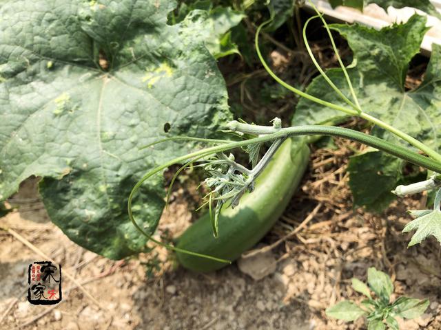 地瓜藤怎么做好吃，为何红薯叶尽量少吃或不吃（丝瓜藤上最好吃的部份）