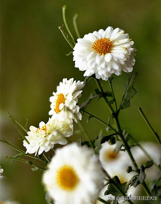 最好的天然染发剂，最好的天然染发剂排名（这种花是天然的“染发剂”）