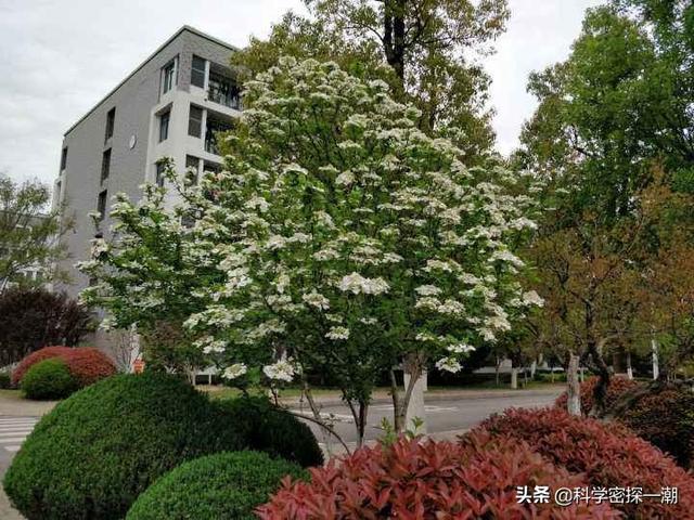 石楠花为什么要种在学校，学校为什么要种石楠树（石楠树花散发类似于男性精液的气味）