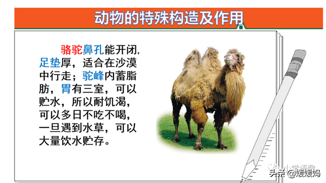 慢慢拼音怎么读，慢慢拼音（二年级下册语文课文19《大象的耳朵》图文详解及同步练习）