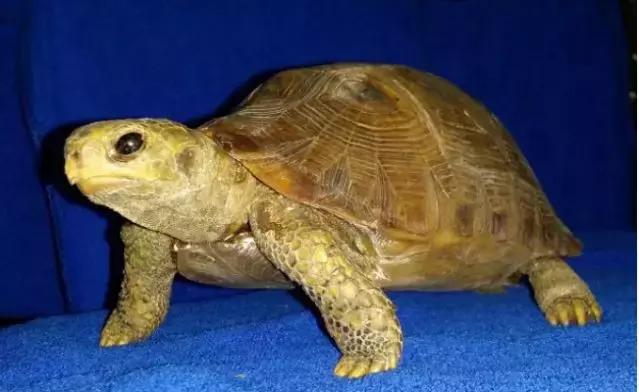 如何制作标本，如何栽种观音竹（那些好看、逼真的标本是如何制作的）