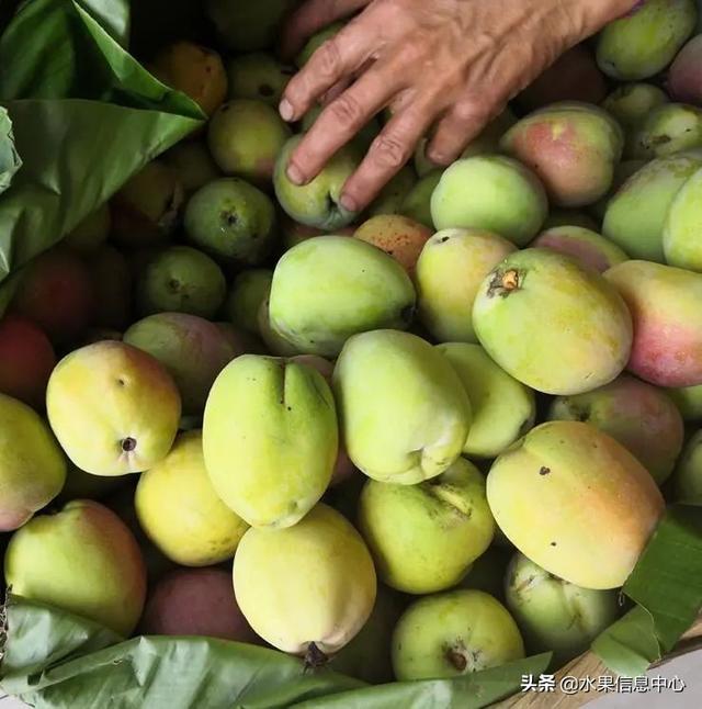 醋柳果的功效与作用，醋柳果的功效与作用及禁忌（国内有哪些小众特色水果）