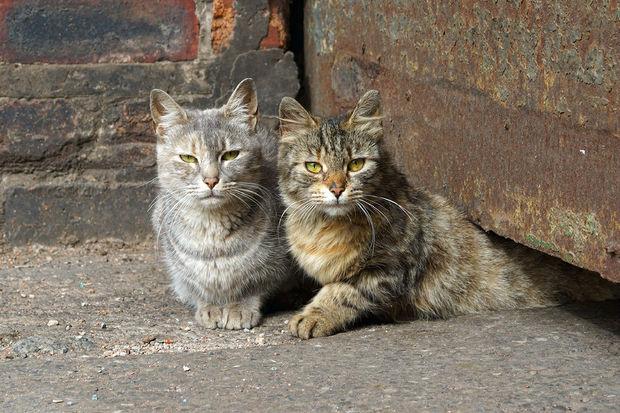 小猫的脚印像什么，小猫和大象的脚印分别像什么（网友：开出去会遭人嫉妒）