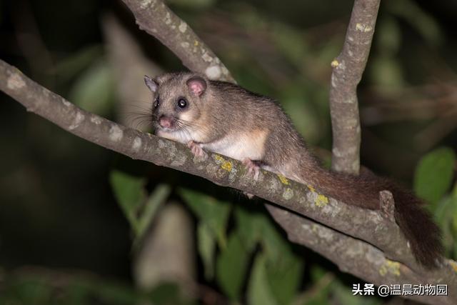 鸟是恒温动物吗（动物冬眠就是简单的冬天睡觉）