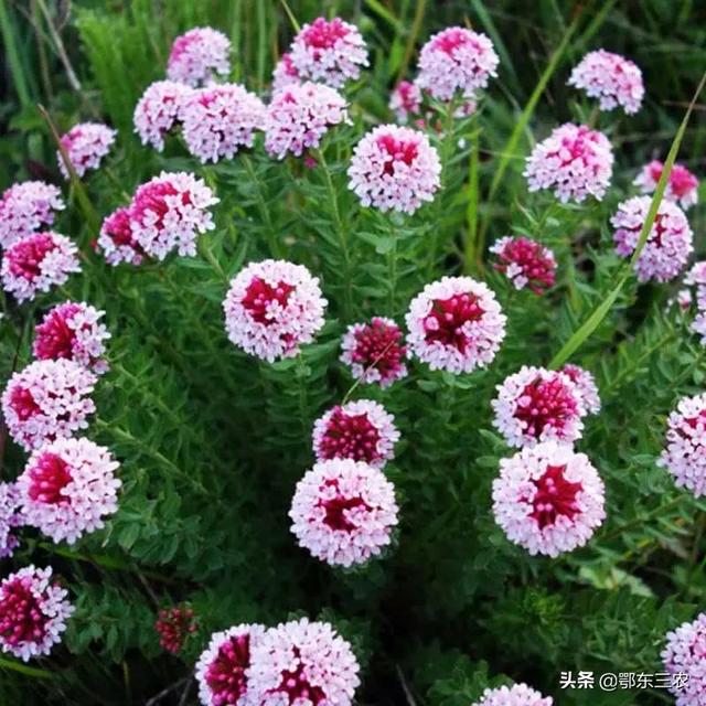 导读摘要:狼毒花是植物王国中目前最为出名的"毒王",其毒性确实非常