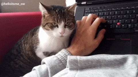 怎样防止母猫转移小猫，怎么阻止母猫叼走小猫（如何正确阻止猫咪干扰工作）