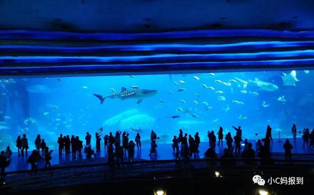 珠海长隆游玩攻略，珠海长隆游玩攻略图（带娃去珠海长隆该怎么玩）