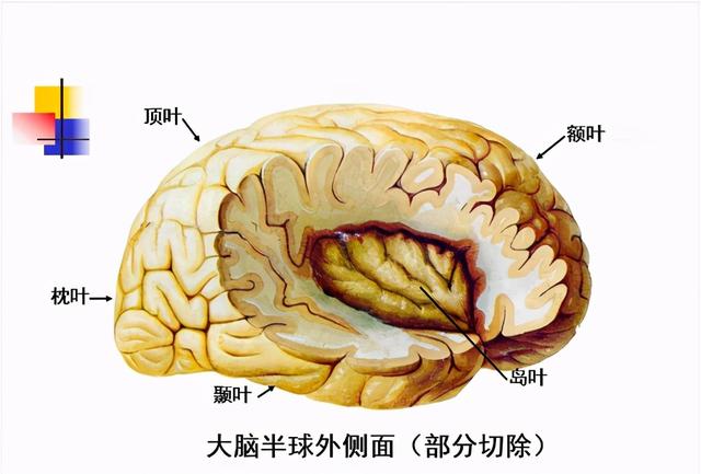 大脑杏仁体解剖图，高清大脑解剖图谱