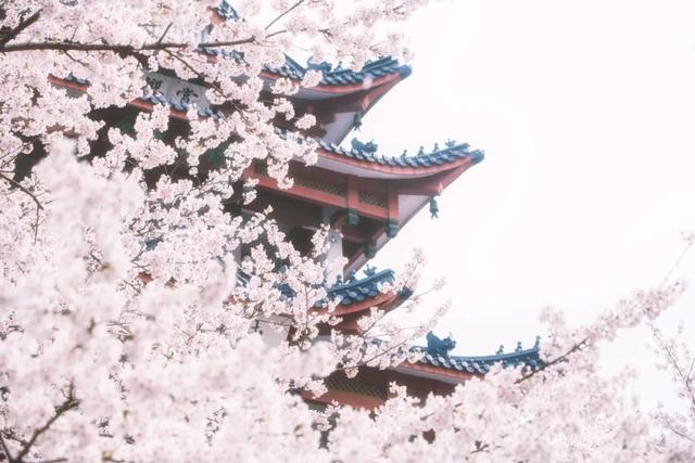 关于春分的古诗，春分日古诗（遇见最美春日时光）