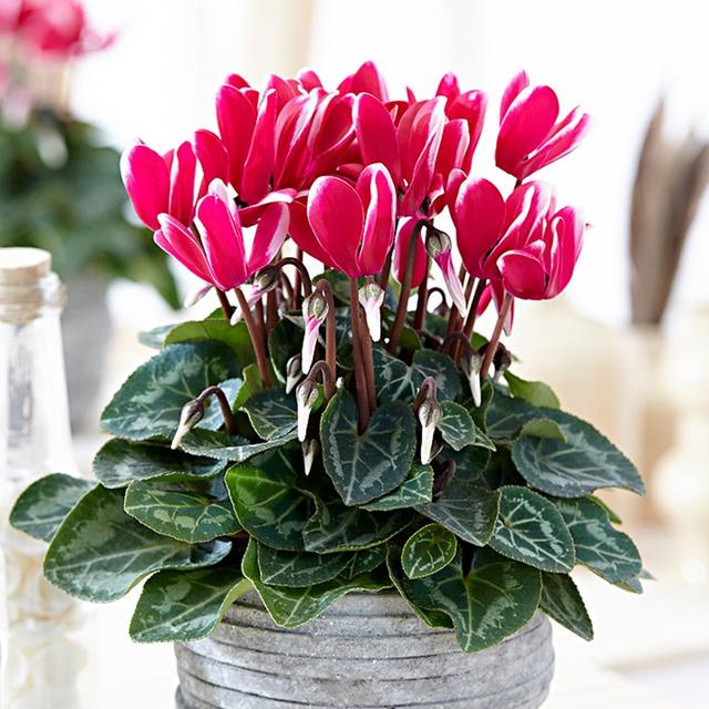 春天的植物有哪些，春天常见的植物（“24种”适合冬天种植的花草）