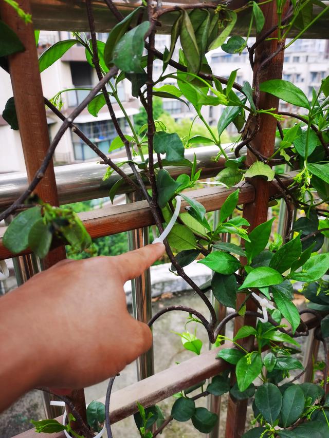 绑扎带方法，捆扎带怎么绑（打造花园里的绑扎带）