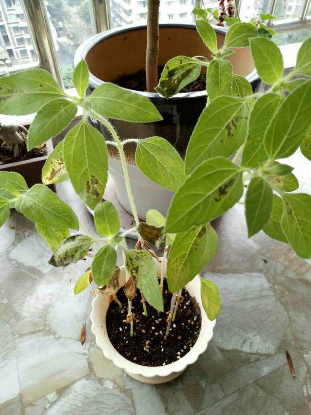 向日葵种植时间和方法，怎样让盆栽向日葵长得低矮爱开花