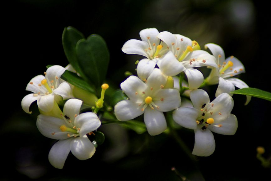 九里香花语是什么，九里香花语是什么意思（九里香的花语你知道多少呢）