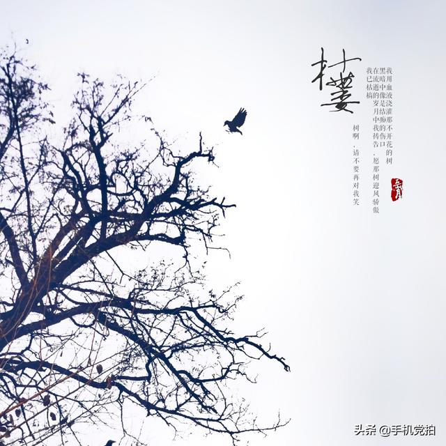 轻烟老树寒鸦什么意思，轻烟老树寒鸦前面一句是什么（不妨跟着“古诗”拍拍看）