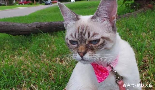 youcanyouupnocannobb是什么意思