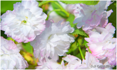 中国樱花有几个品种，中国樱花树品种（这81种樱花）