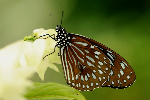 蝴蝶生活习性，蝴蝶王国（蝴蝶的生活环境和特点）