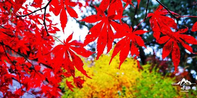 满山红叶似彩霞，阿宝歌曲大全（山东最全赏红叶地图来了）