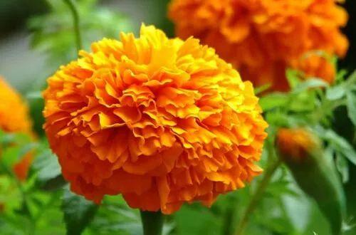 万寿菊几点开花，万寿菊的花什么时候开（这几种植物待天气暖和点撒土里）