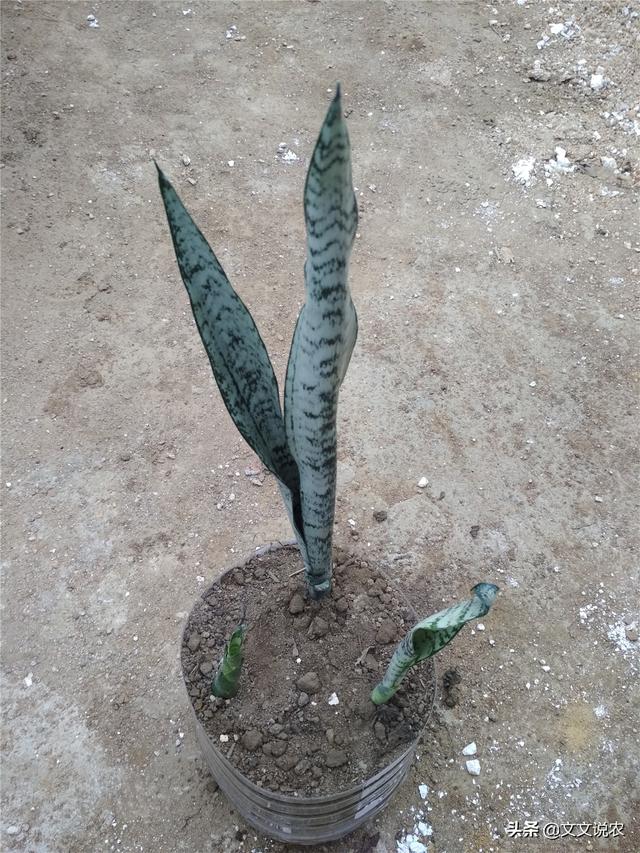 虎皮剑兰的养殖方法，虎皮剑兰的养殖方法和注意事项浇水（新手也能种好虎皮剑兰）