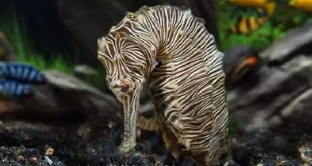 海马属于鱼类吗，海马属于鱼类吗百科（海马是地球上唯一由雄性负责怀孕的生物）