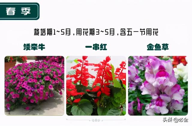 蓬径和冠幅有什么区别，冠径和冠幅是什么意思（这份图文并茂的强烈建议收藏）