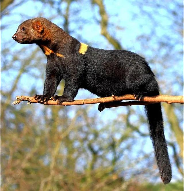 貂和黄鼠狼的区别，雪貂和黄鼠狼的区别（生物相册：黄鼠狼）