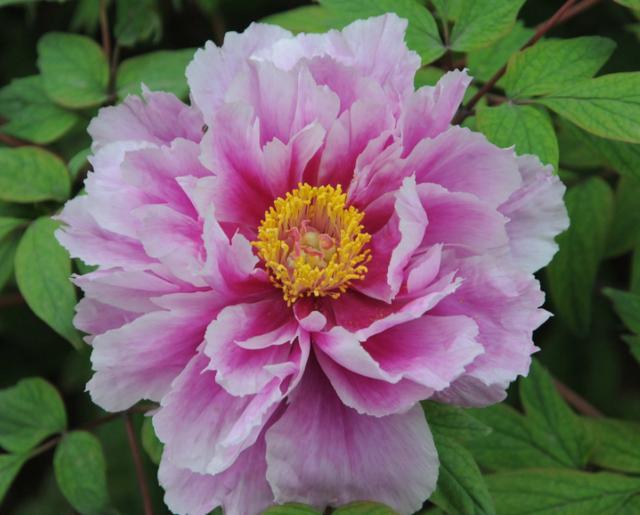 天堂鸟花语，天堂鸟花图片（你知道大自然中这些花的花语吗）